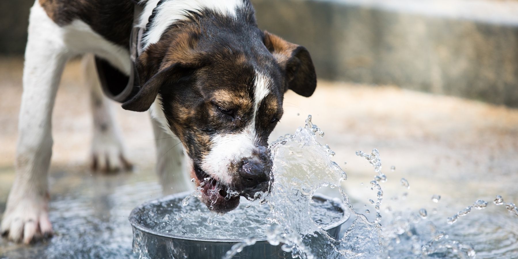 What Changes in Your Senior Dog's Water Habits Mean